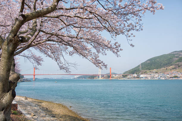 istock Cherry Blossoms in Korea 1139788297