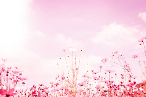 istock Soft blur of cosmos flowers 1139789214