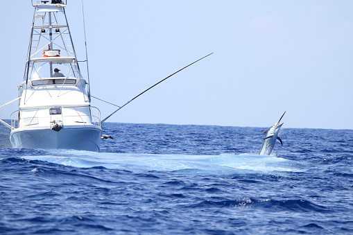 A gameboat is game fishing and fighting a black marlin which is jumping nearby.