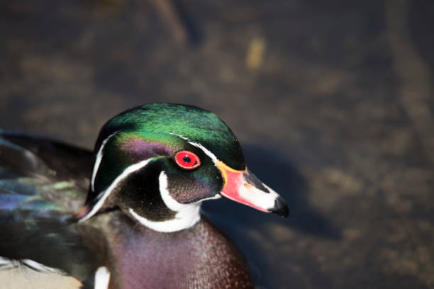 istock Wood duck red eye 1139789282