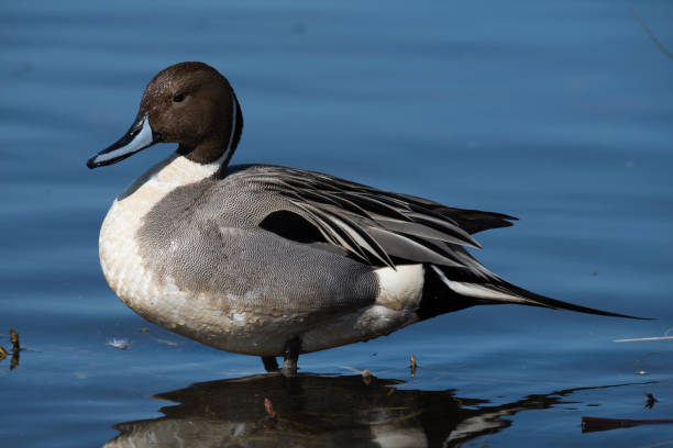 istock Northern pintail duck 1139789288