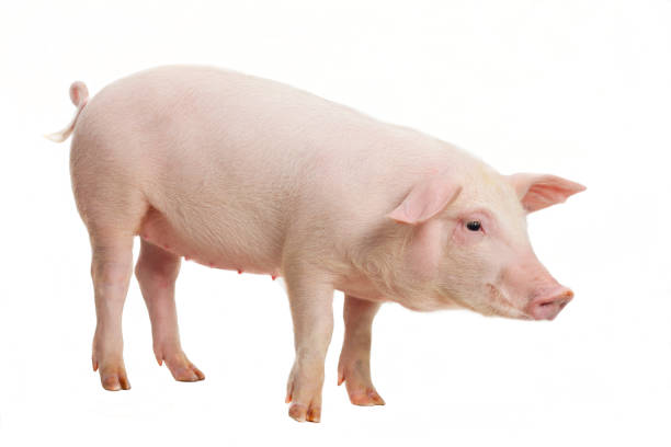 Young pig on white background Young pig on white background, studio photography. pig stock pictures, royalty-free photos & images