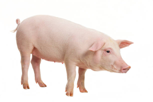 young pig on white background - pig imagens e fotografias de stock