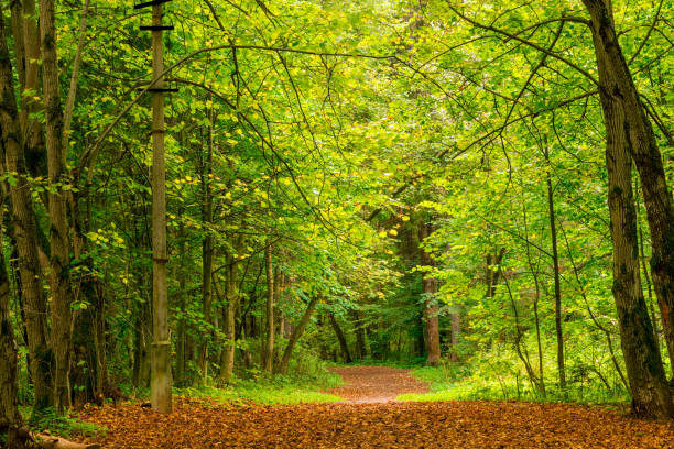 istock Fallen leaves on a path in the autumn forest, landscape in September 1139789531