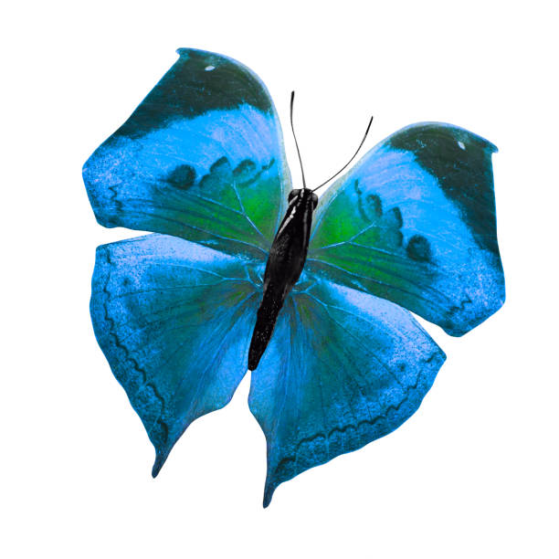 istock tropical blue butterfly. isolated on white background 1139789675