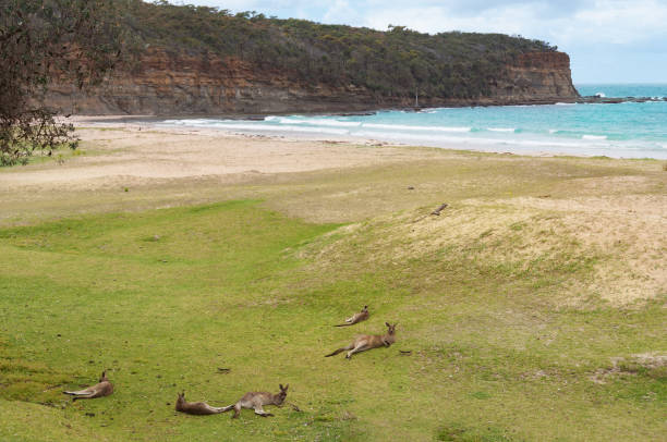 istock Kangaroos relaxing on a beach with turquoise blue ocean on the background 1139790465