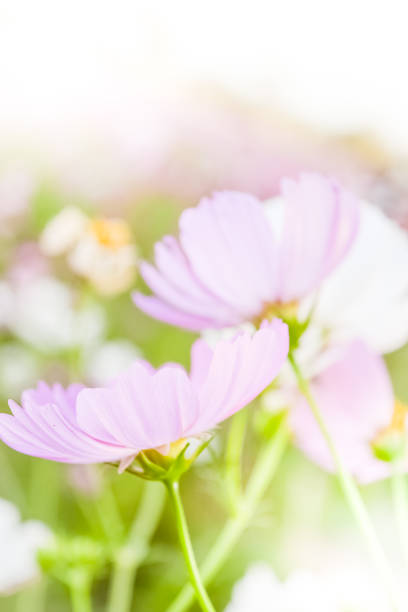 istock Soft blur of cosmos flowers 1139790753