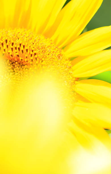 istock Flower image photograph 1139790759