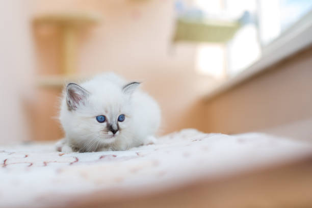 istock kitten cat breed sacred burma on a light background 1139792276