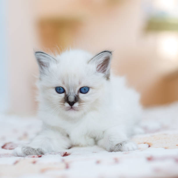 istock kitten cat breed sacred burma on a light background 1139792291