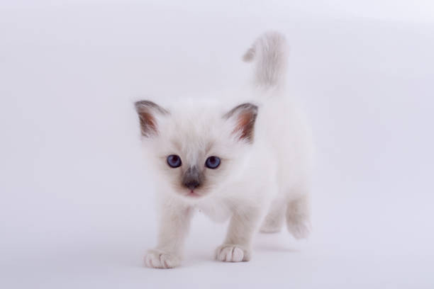 istock kitten cat breed sacred bIrma on a white background 1139792323