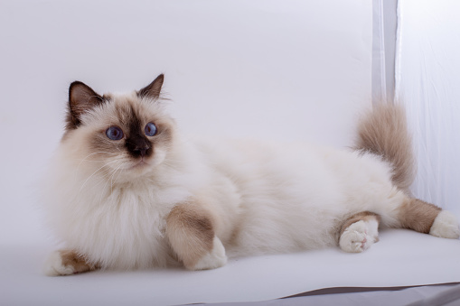 Sacred Birman Cat, birma