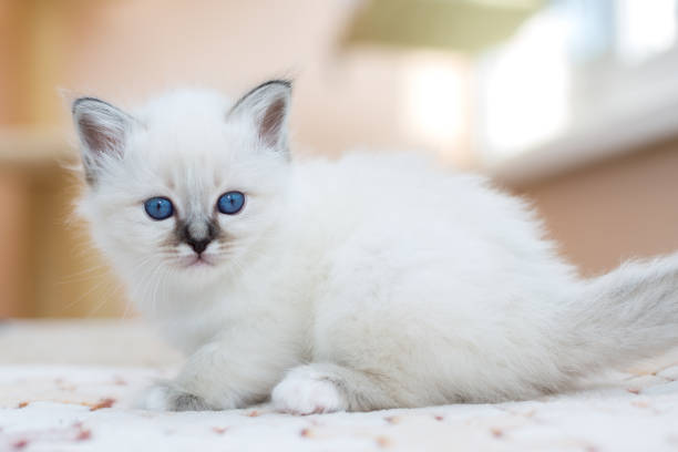 istock kitten cat breed sacred burma on a light background 1139792399