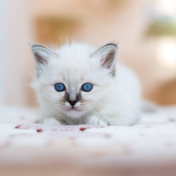 istock kitten cat breed sacred burma on a light background 1139792746