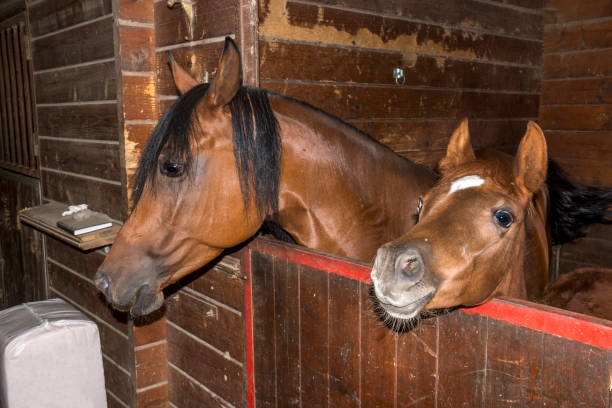 istock mare with foal in a stable in Liguria 1139792763