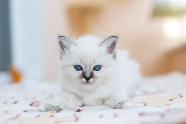 istock kitten cat breed sacred burma on a light background 1139792801