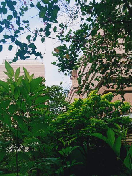istock forest in the city 1139793828