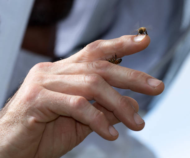 Two Honey Bees crawling on a Bare Hand stock photo