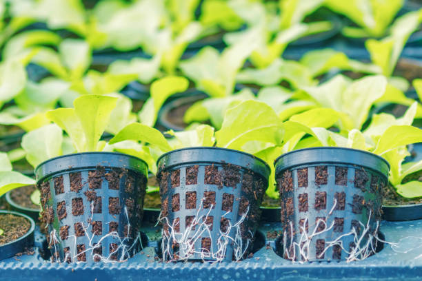 istock Lettuce Hydroponic farm. Lettuce Sprouts. Green Young Lettuce Plants. Lettuce seedlings. Spring Seedlings. 1139794495