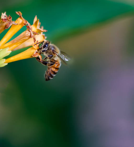 istock A honey bee collecting pollen from a yellow flower 1139795382