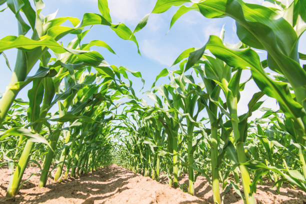 istock Green corn growing on the field. Green Corn Plants. 1139796196