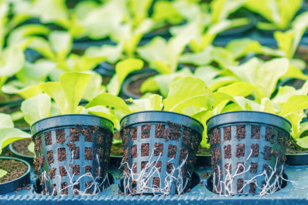 istock Lettuce Hydroponic farm. Lettuce Sprouts. Green Young Lettuce Plants. Lettuce seedlings. Spring Seedlings. 1139796264