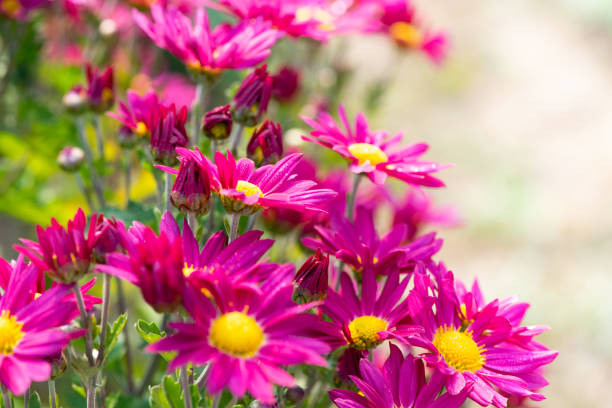 Autumn pink Chrysanthemum