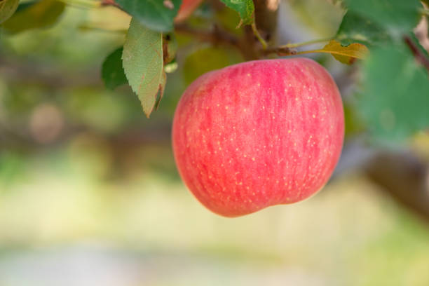 istock The apples on the trees in autumn 1139796364