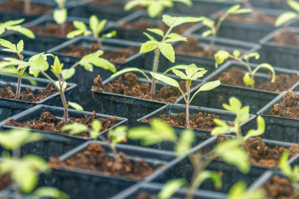 istock Tomato Sprouts Greenhouse, Sprouted Tomato, Potted Tomato Seedlings. Spring Seedlings. 1139796909