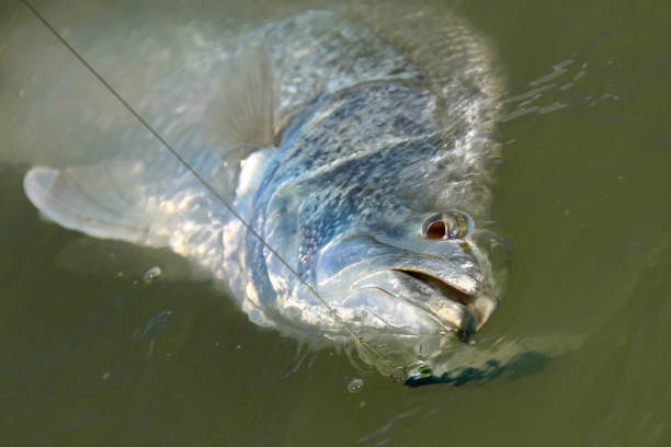 リリース前の barramundi - giant perch ストックフォトと画像