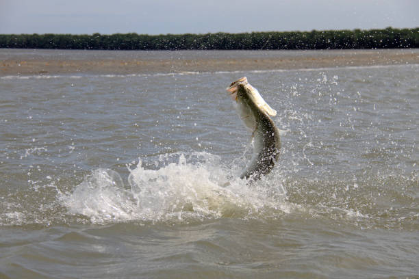 Barramundi jump shot Barramundi jumping on a lure in the inshore river estuary barramundi fishing stock pictures, royalty-free photos & images