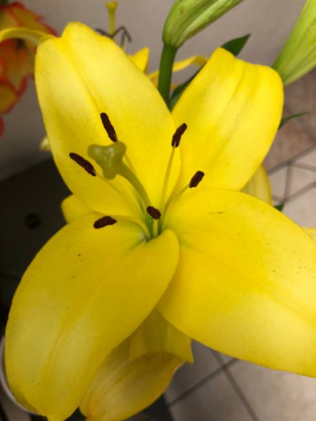 istock The yellow tulip 1139798717