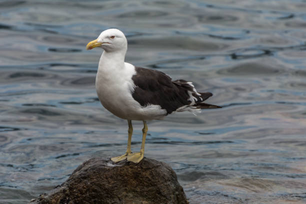 istock A sole gull floating at the Conceicao Lagoon. 1139798765