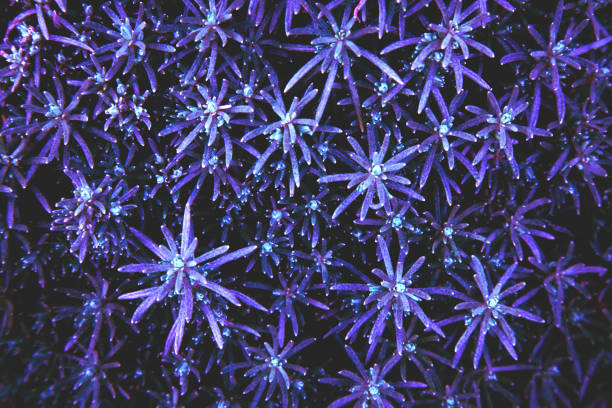 istock Colorful plant background. 1139799567
