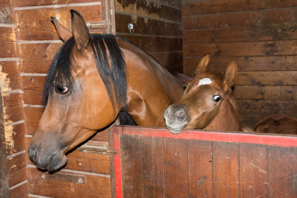 istock mare with foal in a stable in Liguria 1139799861