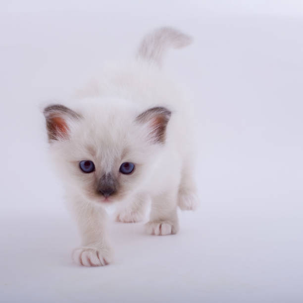 istock kitten cat breed sacred bIrma on a white background 1139800004