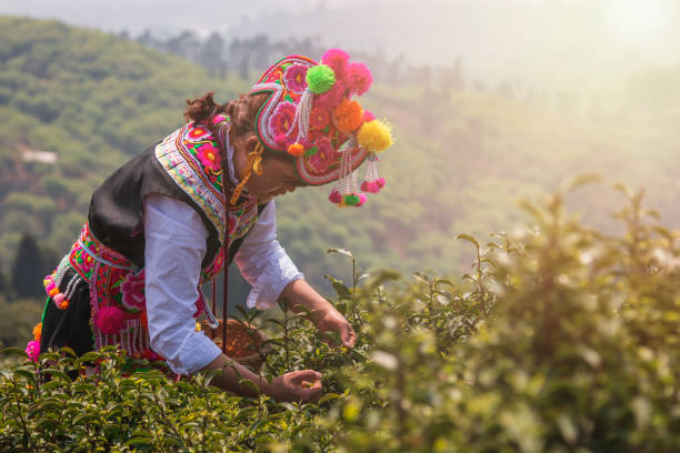 white yi woman at sunset dressed in a traditional attire picking up tea leaves in baohong mountain, yiliang in yunnan - província de yunnan imagens e fotografias de stock