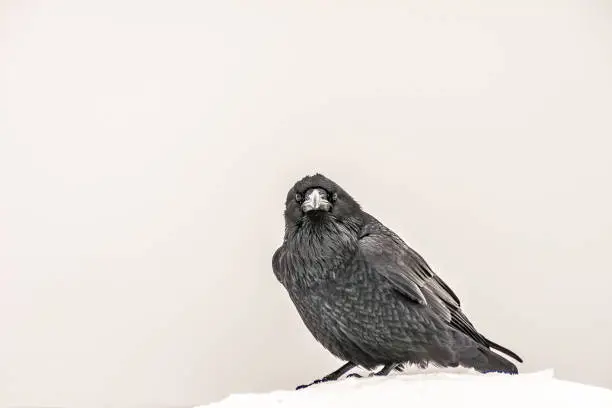 Photo of Common Raven Watching and Waiting