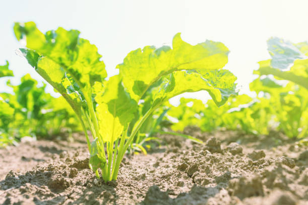 istock Sugar beet field. Green sugar beets in the ground. 1139801977