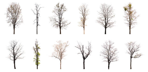 istock Collection of dead tree isolated on white background 1139803116