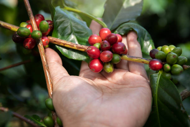 istock Hand holding ripe coffee bean,Worker harvest Arabica Coffee Bean from coffee Tree 1139803146