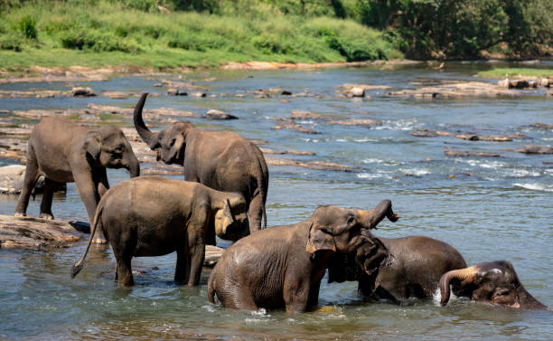 Sri Lanka bathing orphanage elephants in river , Pinnewala