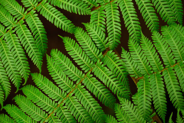 sfondo texture felce - fractal fern foto e immagini stock