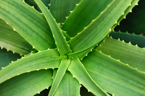 istock Thorn leaves texture background with shallow depth of field 1139804651