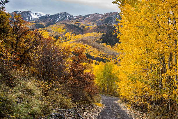 istock Aspen area 4x4 road through aspen trees to old mill 1139804834