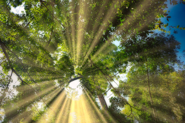 istock The Jungle Photographed from bottom to top 1139806764
