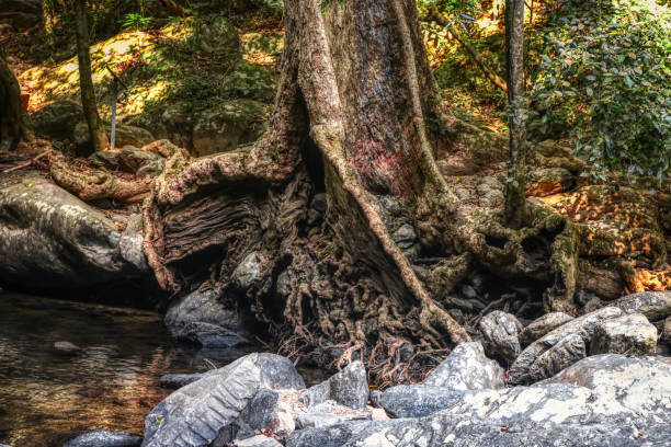 istock Jungle Waterfall-Pala U Waterfall Hua Hin Thailand 1139806905