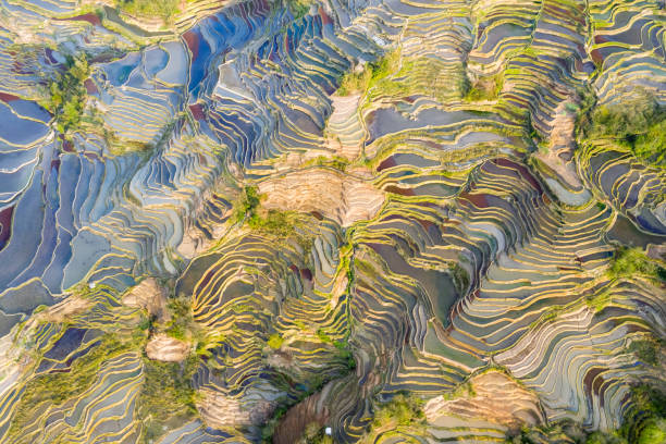 istock aerial view of beautiful hani terraced fields 1139808433