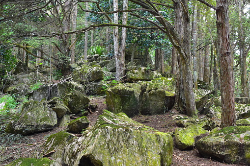 Large rocks covered with lichen scattered on ground under canopy of native New Zealand forest.