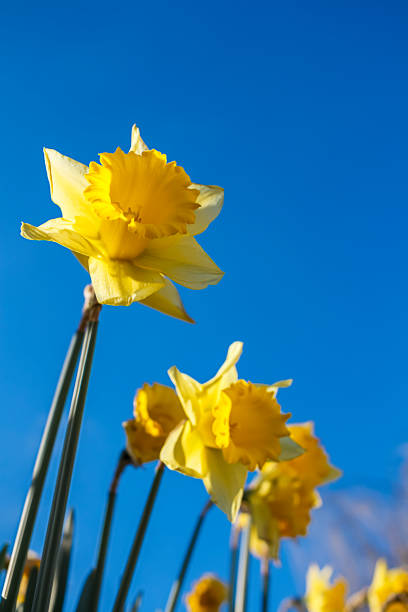 jonquilles jaunes, fond bleu ciel - spring daffodil flower sky photos et images de collection